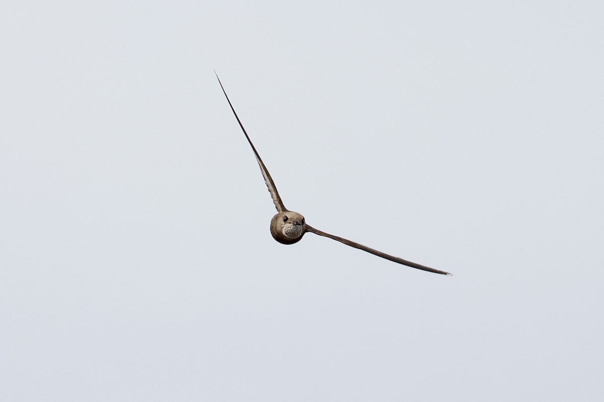 Pallid Swift - ML642576575