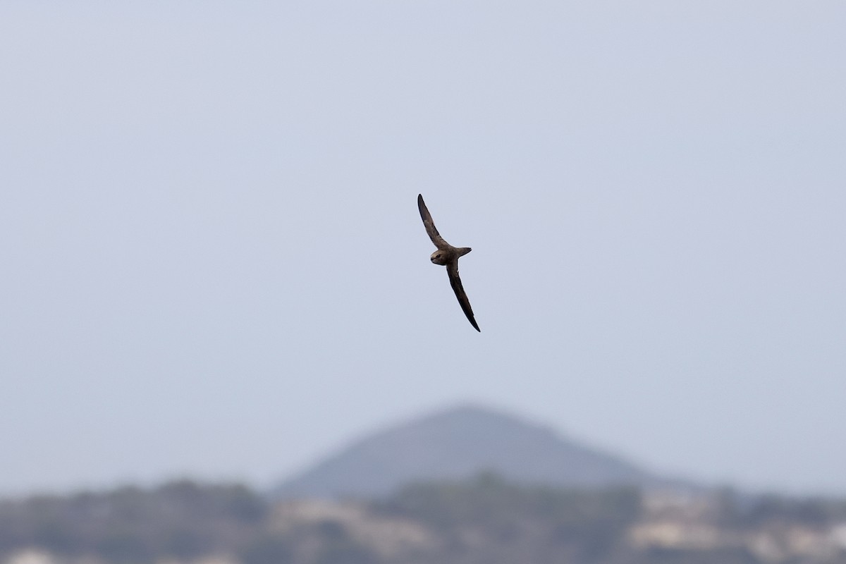 Pallid Swift - ML642576577