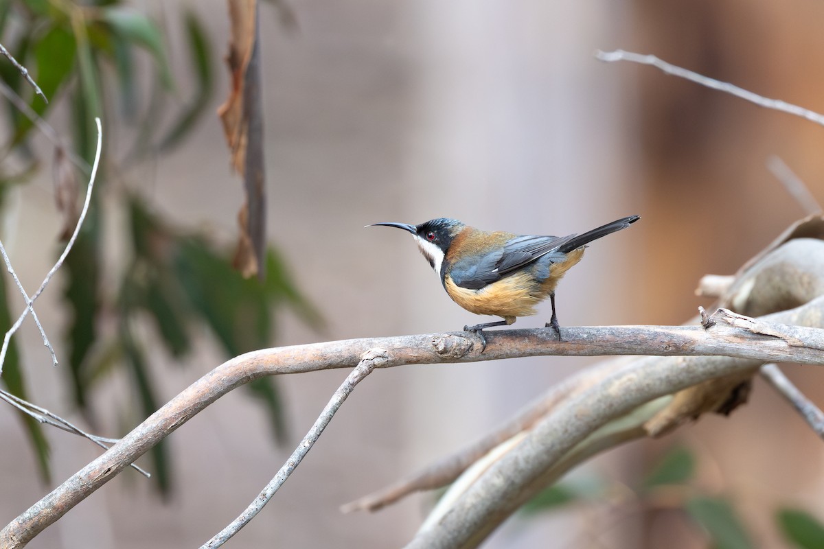 Picoespina Oriental - ML642576593