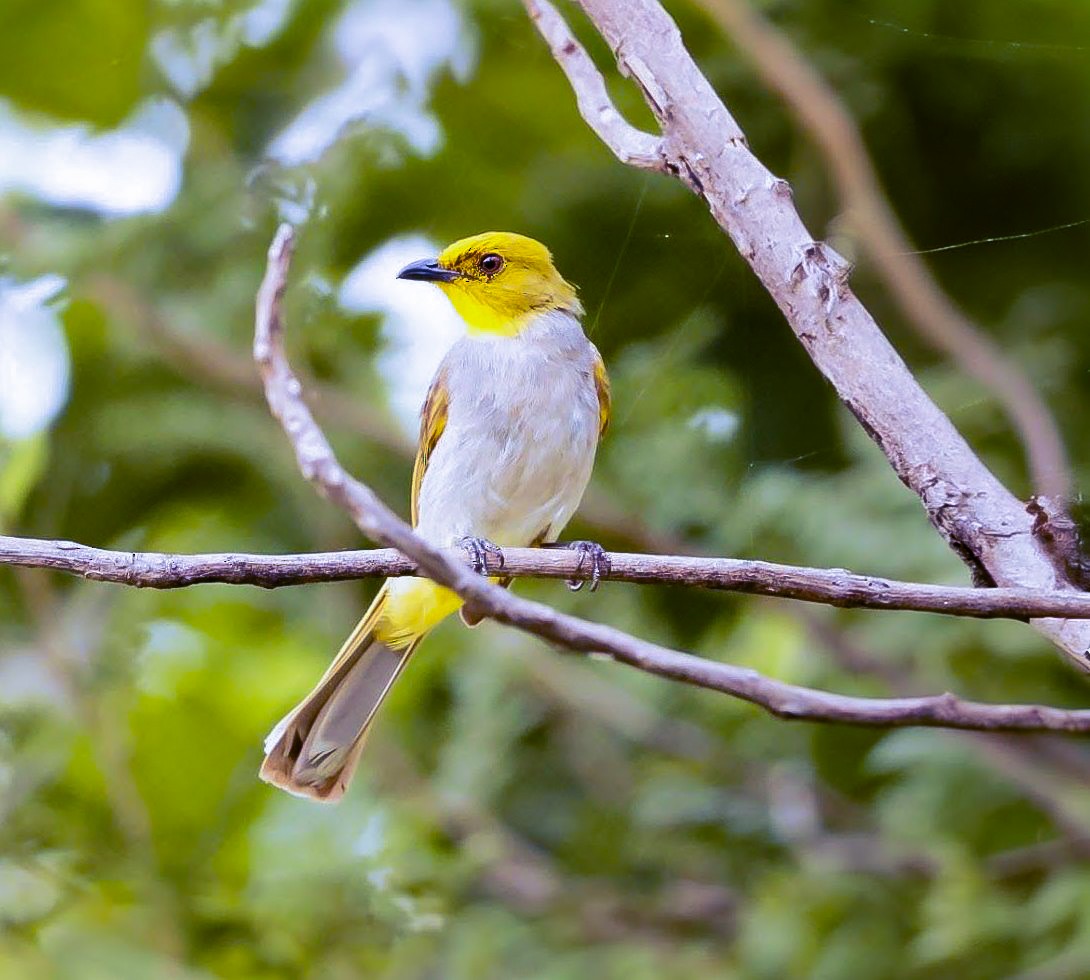 Yellow-throated Bulbul - ML642576606