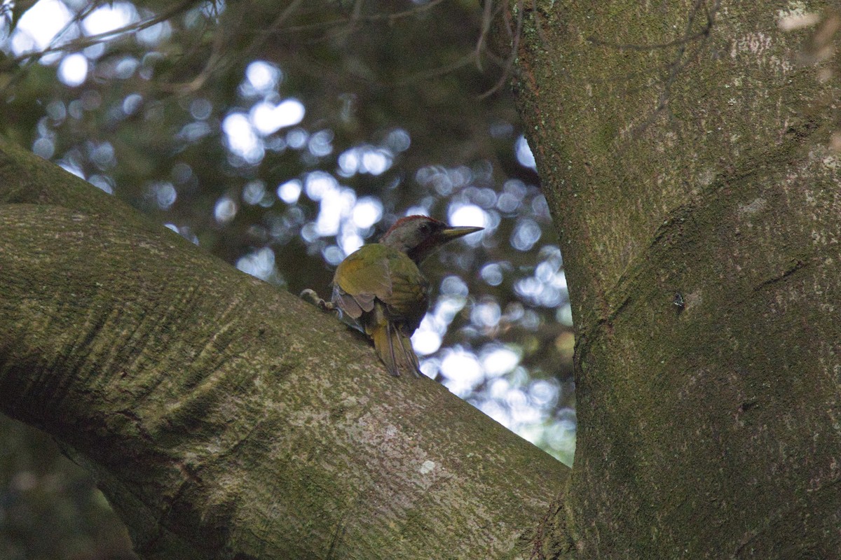 Japanese Woodpecker - ML642576613