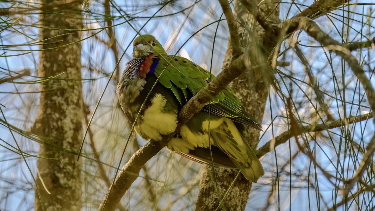 Ptilope superbe - ML642576647