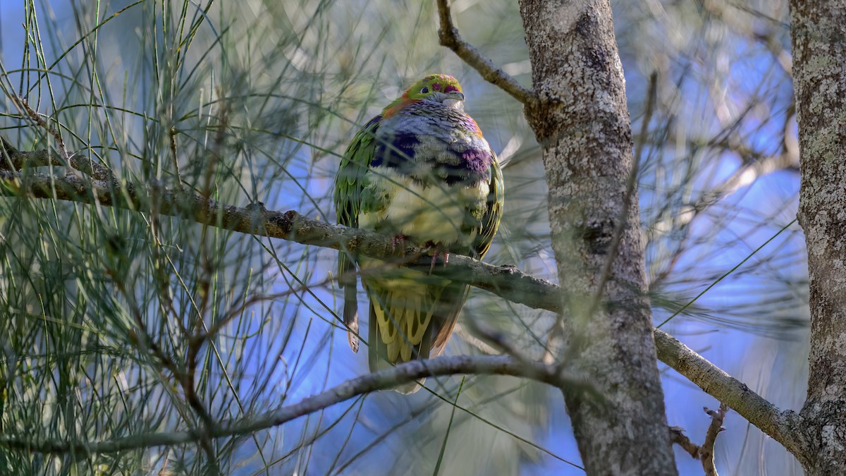 Ptilope superbe - ML642576649