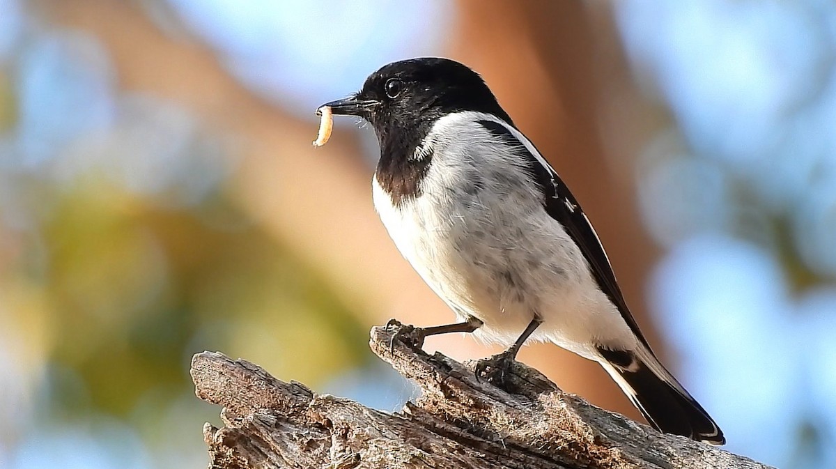 Hooded Robin - ML642576659