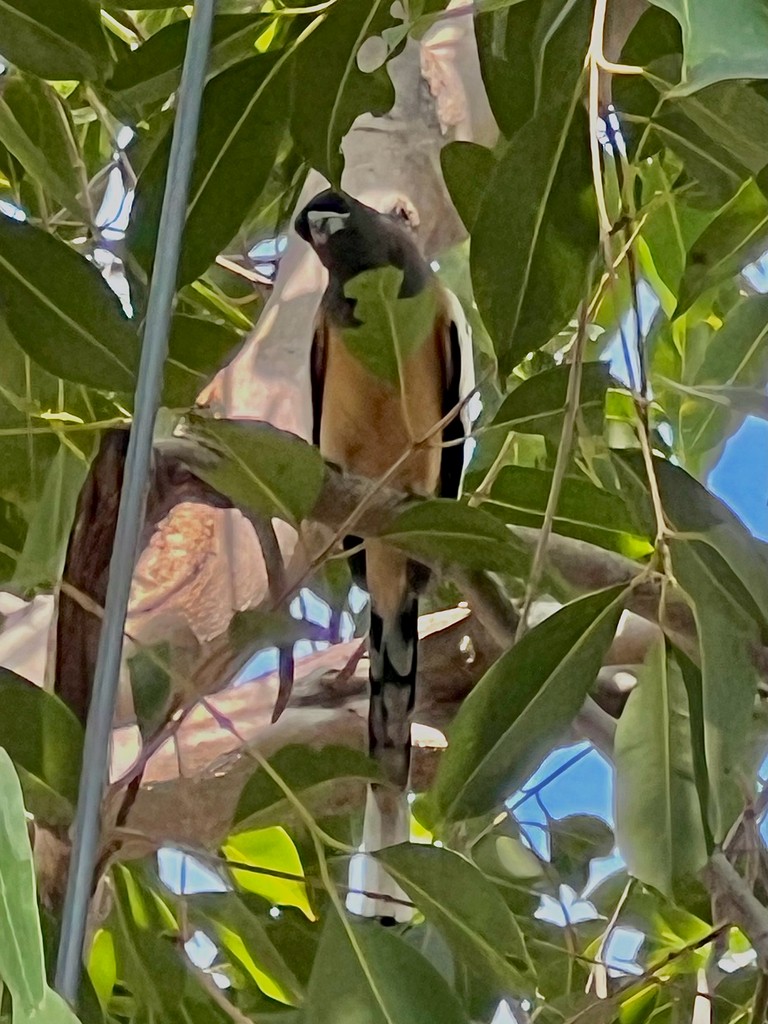 Rufous Treepie - ML642576681