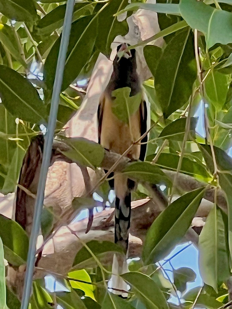 Rufous Treepie - ML642576682