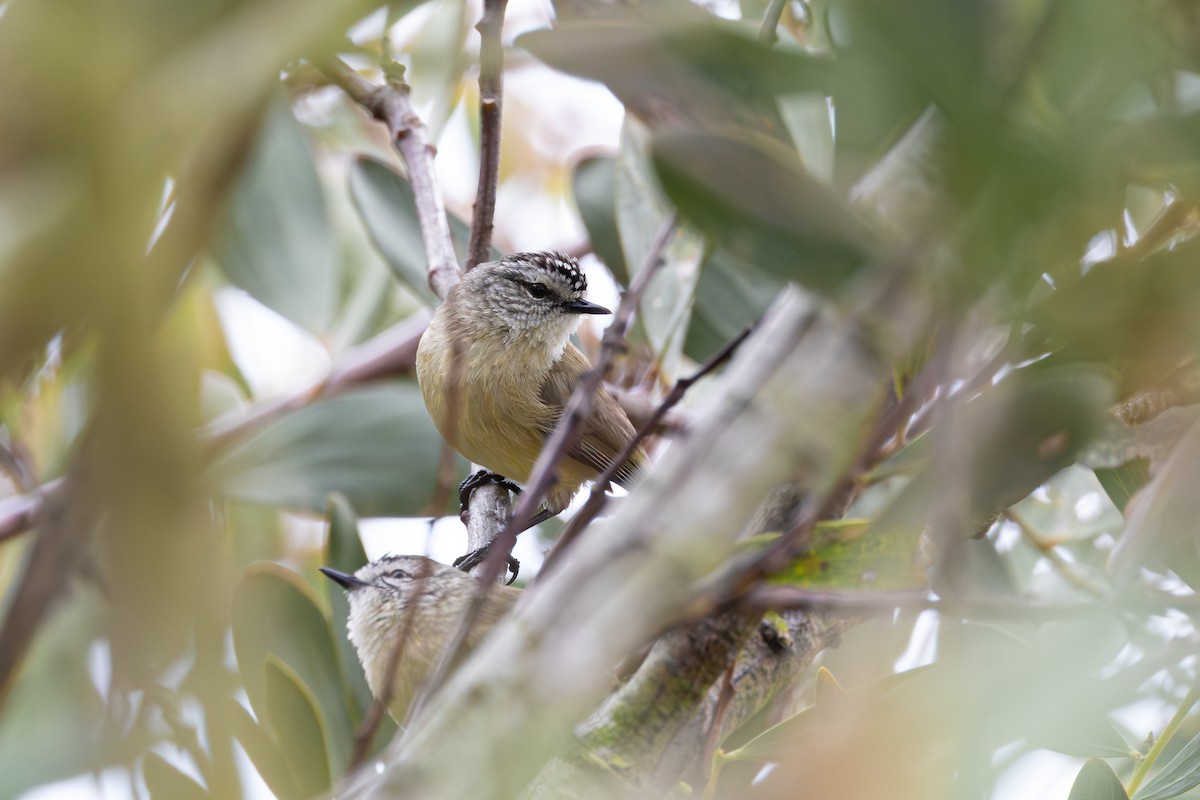 Yellow-rumped Thornbill - ML642576687