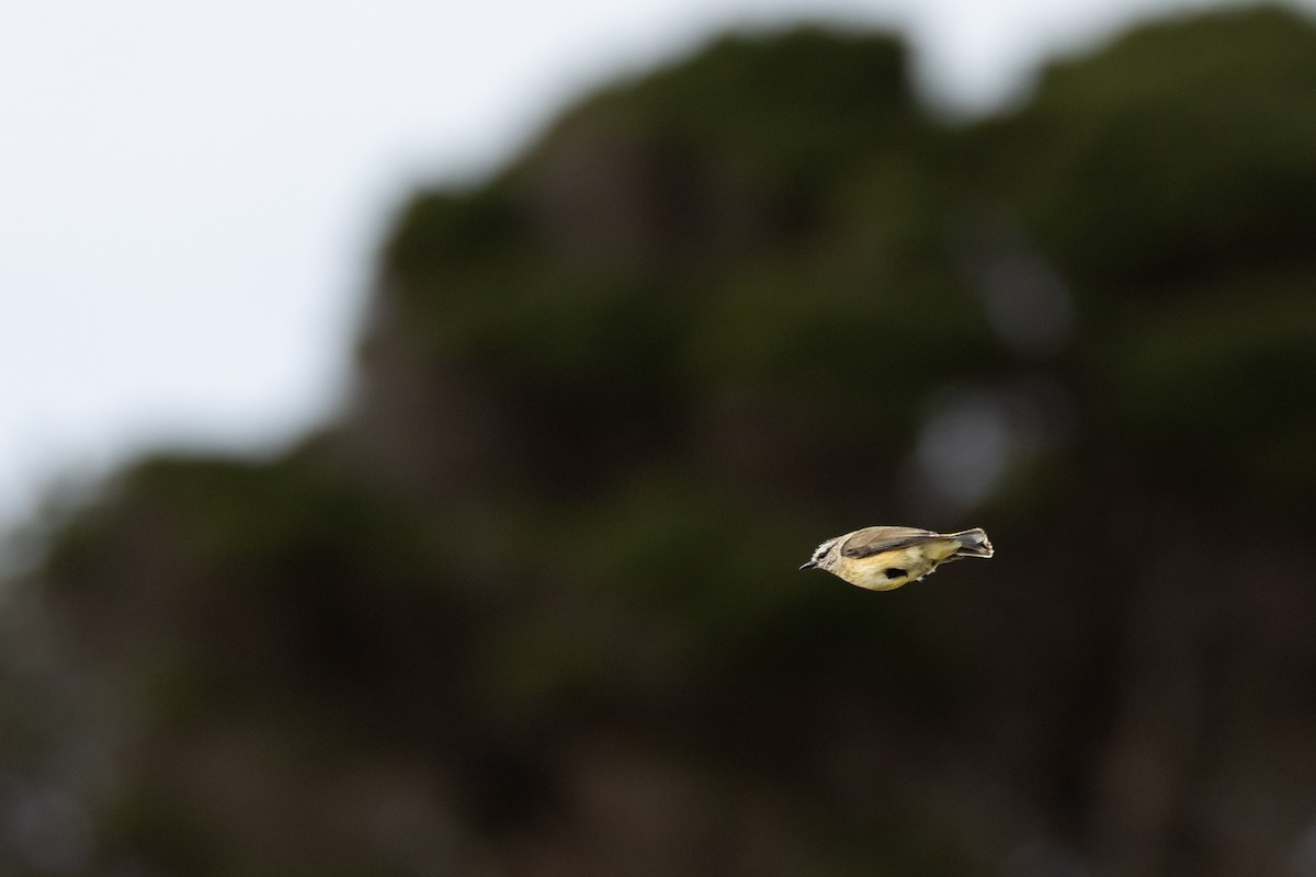 Yellow-rumped Thornbill - ML642576688