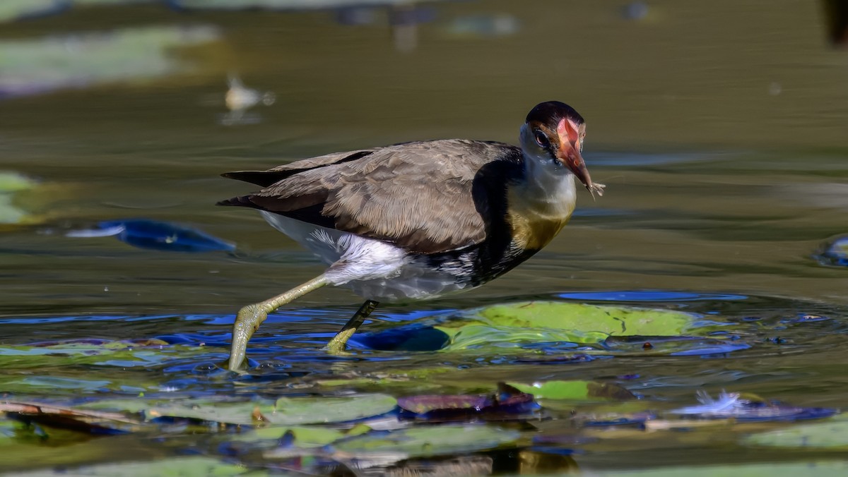 Comb-crested Jacana - ML642576690