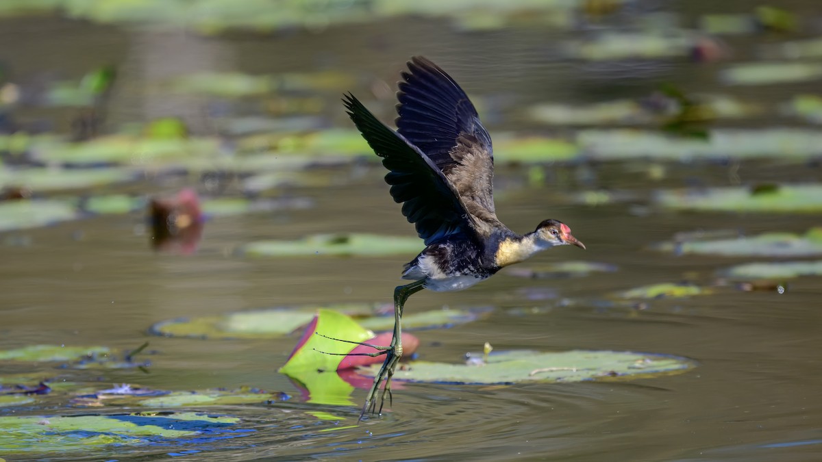 Comb-crested Jacana - ML642576692