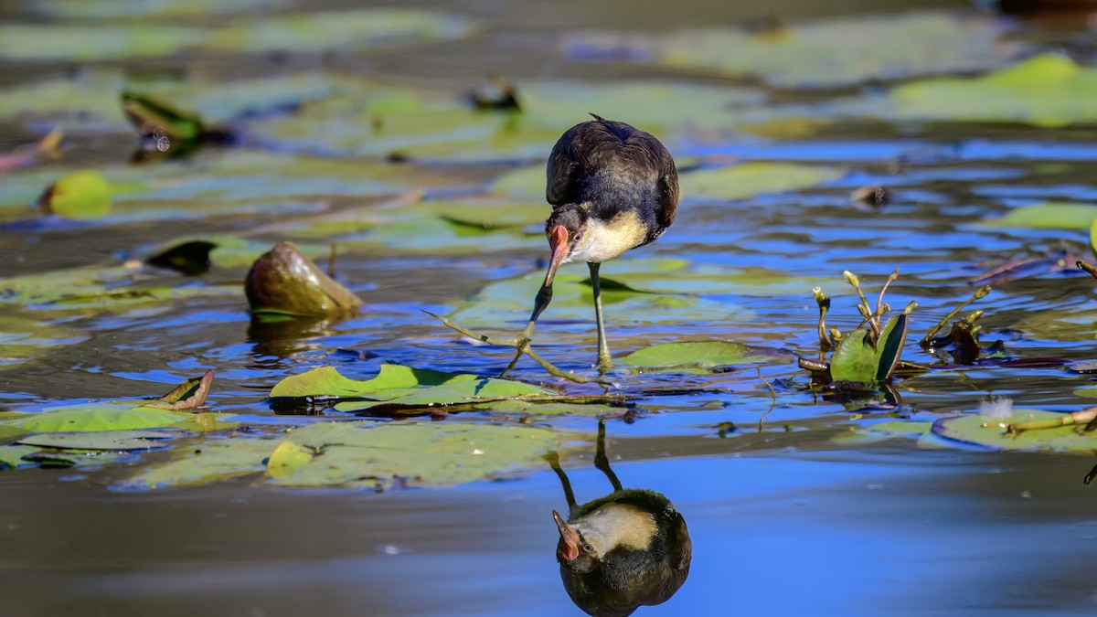 Comb-crested Jacana - ML642576693