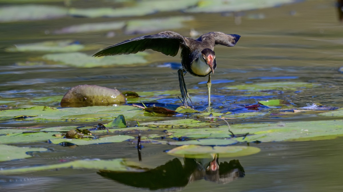 Comb-crested Jacana - ML642576694
