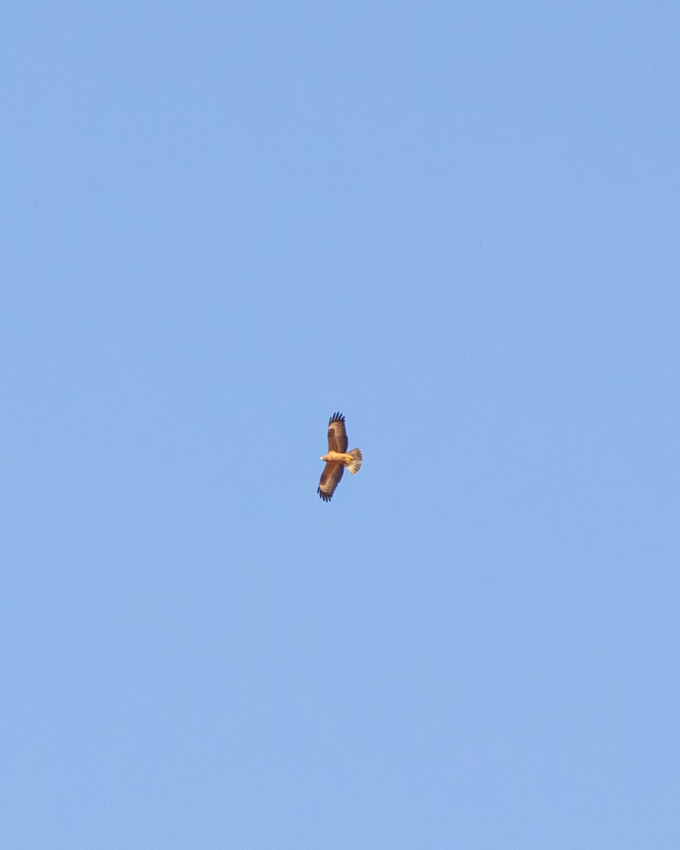 European Honey-buzzard - ML642576708