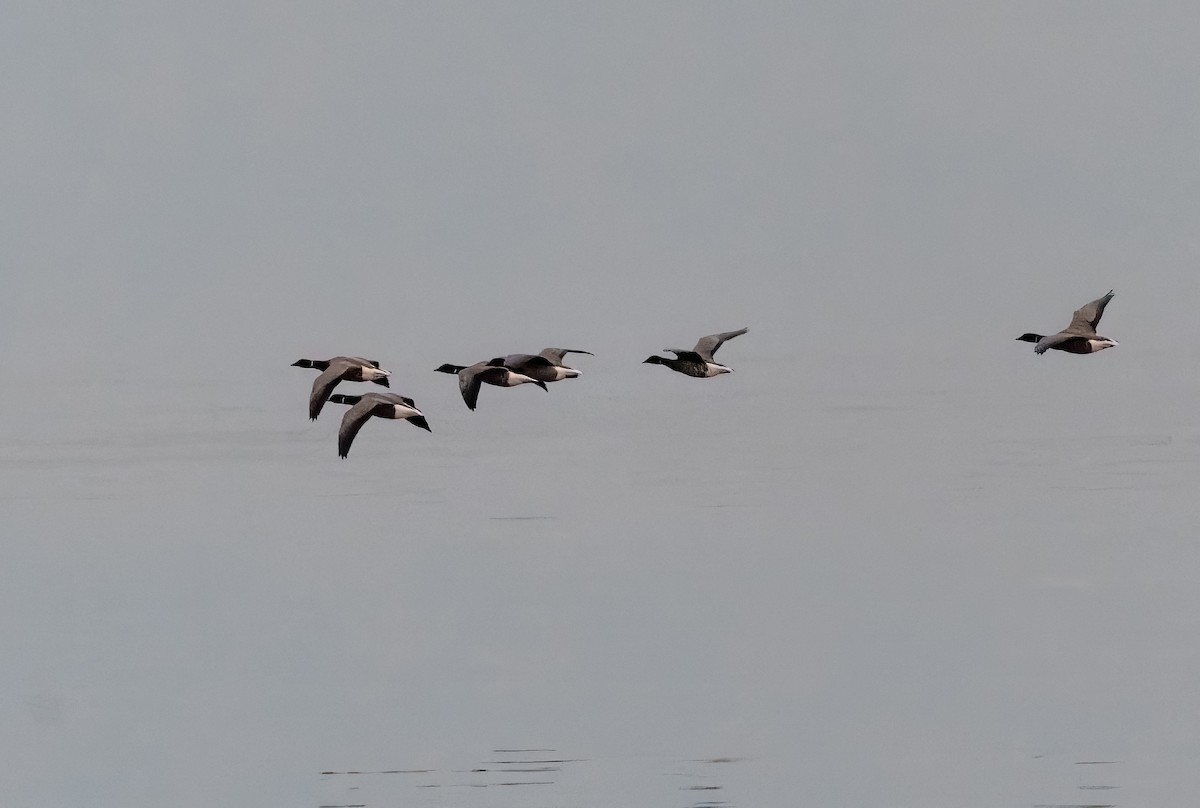 Brant (Dark-bellied) - ML642576709
