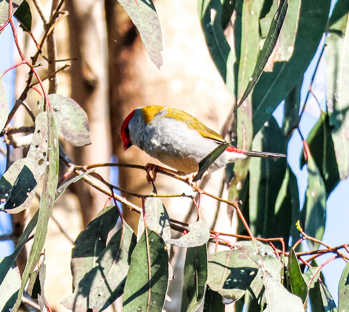 Red-browed Firetail - ML642576732