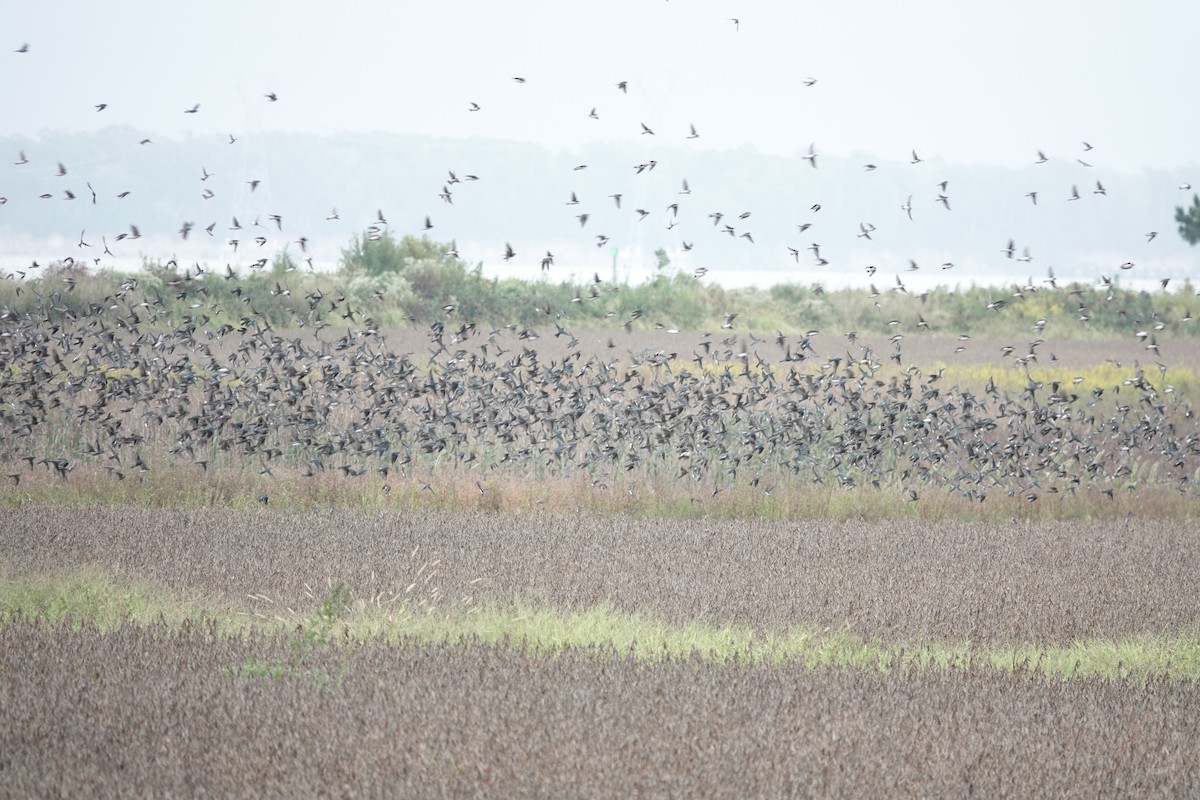Tree Swallow - ML642576733