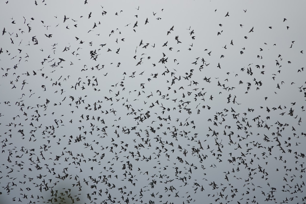 Tree Swallow - ML642576737