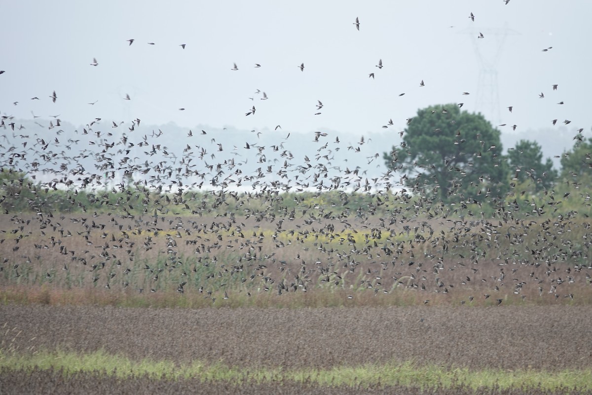 Tree Swallow - ML642576739