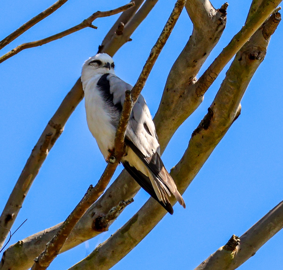 Black-shouldered Kite - ML642576746