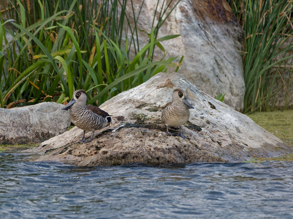 Pink-eared Duck - ML642576769
