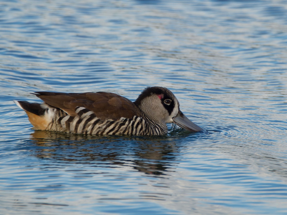 Pink-eared Duck - ML642576780