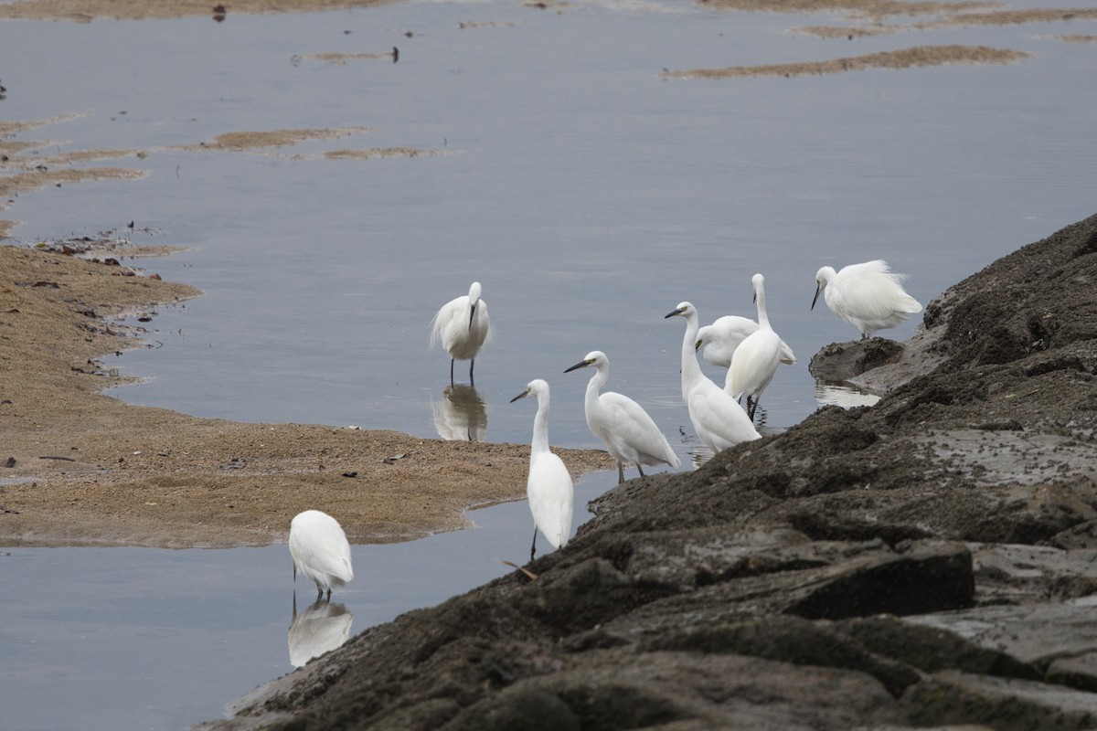 Хурган дэглий - ML642576793