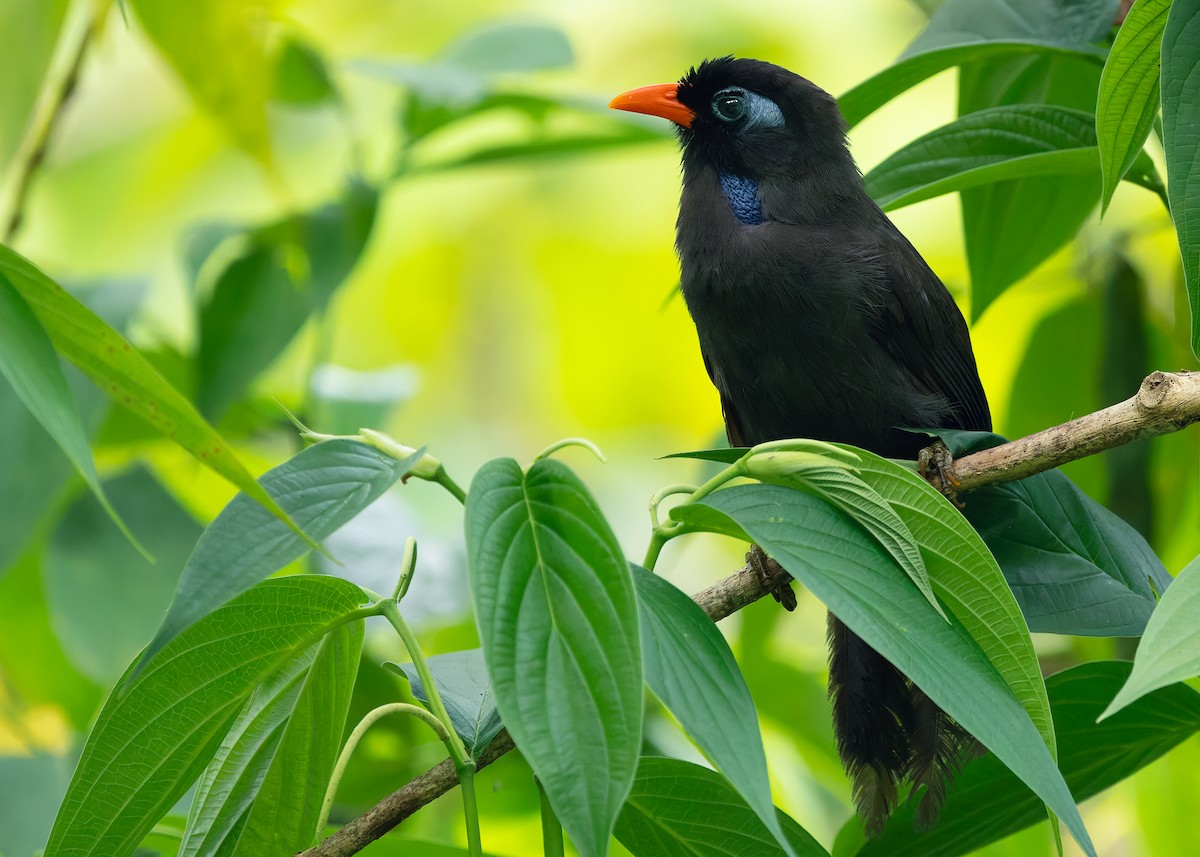 Black Laughingthrush - ML642576794
