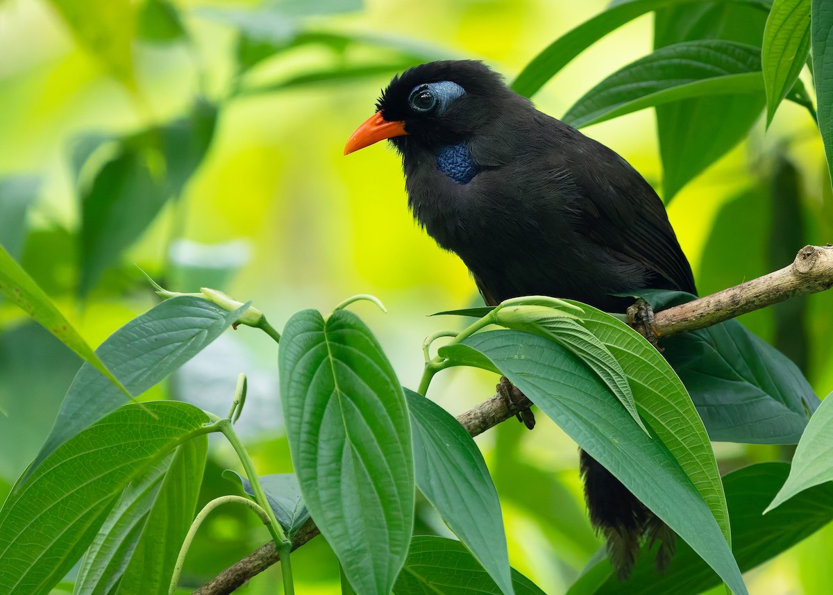 Black Laughingthrush - ML642576796