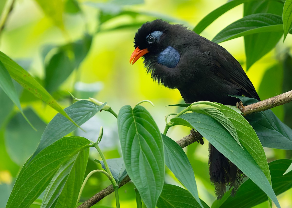 Black Laughingthrush - ML642576799