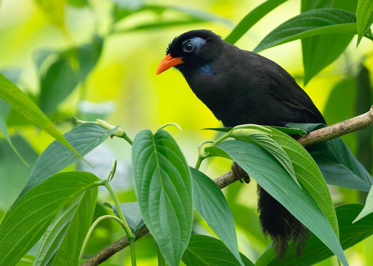 Black Laughingthrush - ML642576800