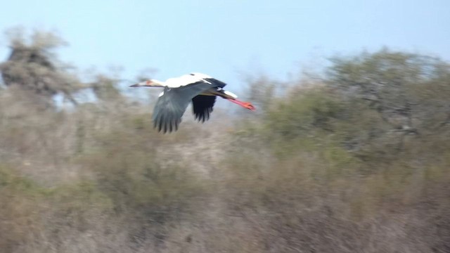 Maguari Stork - ML642576803