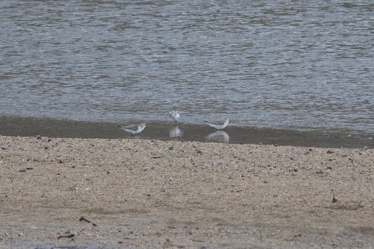 Шар түрүүт элсэг - ML642576805