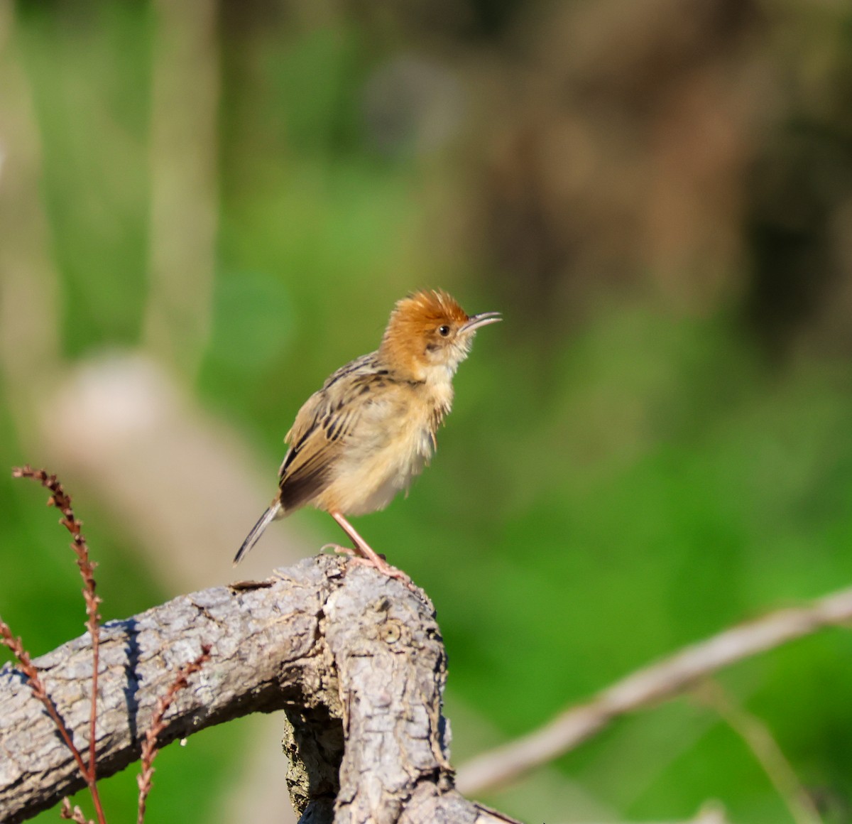 Golden-headed Cisticola - ML642576806