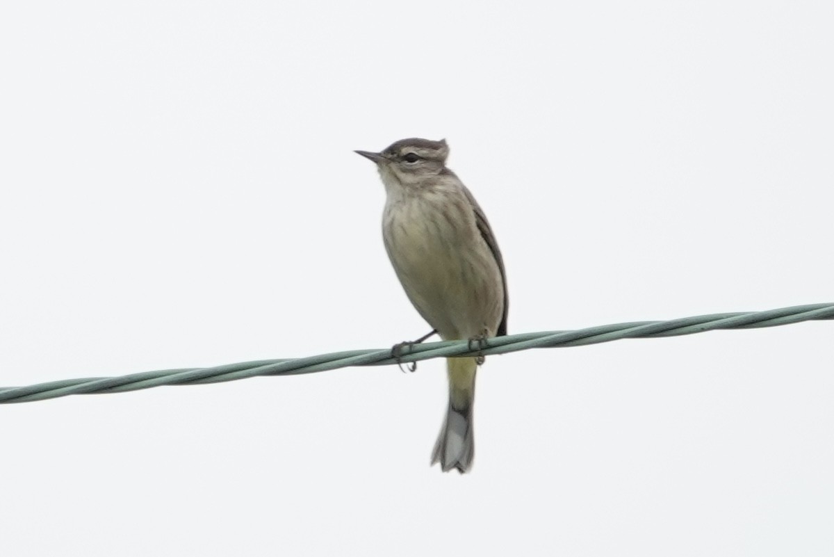 Palm Warbler (Western) - ML642576808