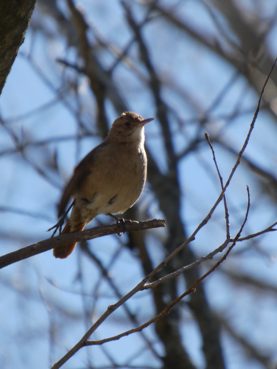 Rufous Hornero - ML642576809