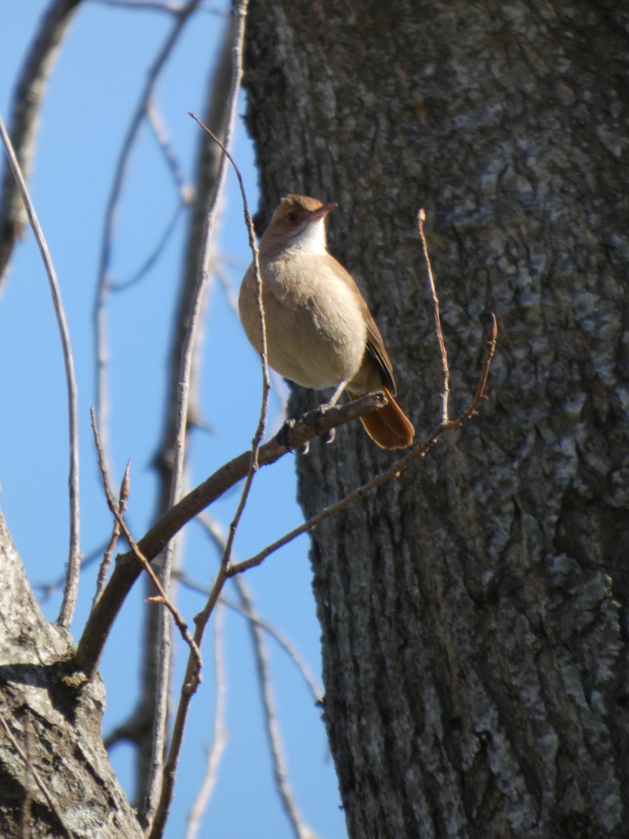 Rufous Hornero - ML642576810