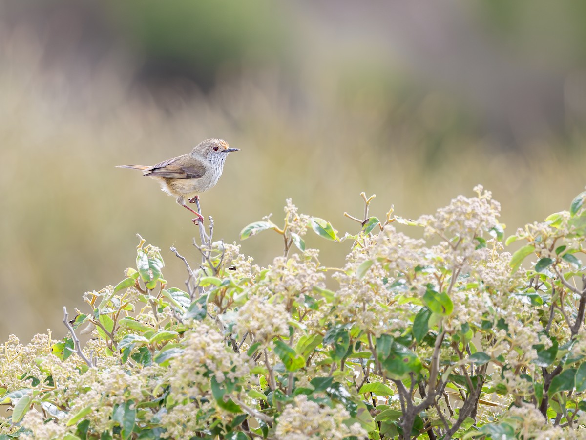 Brown Thornbill - ML642576824