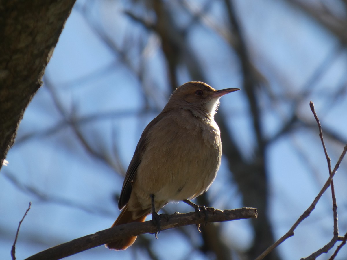 Rufous Hornero - ML642576829