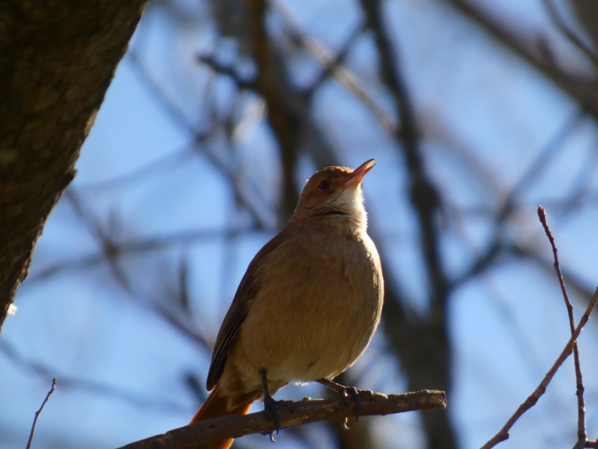 Rufous Hornero - ML642576830