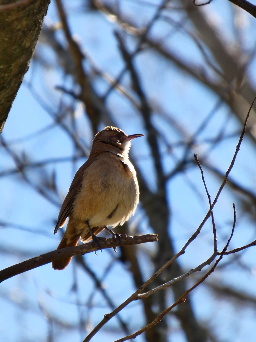 Rufous Hornero - ML642576831