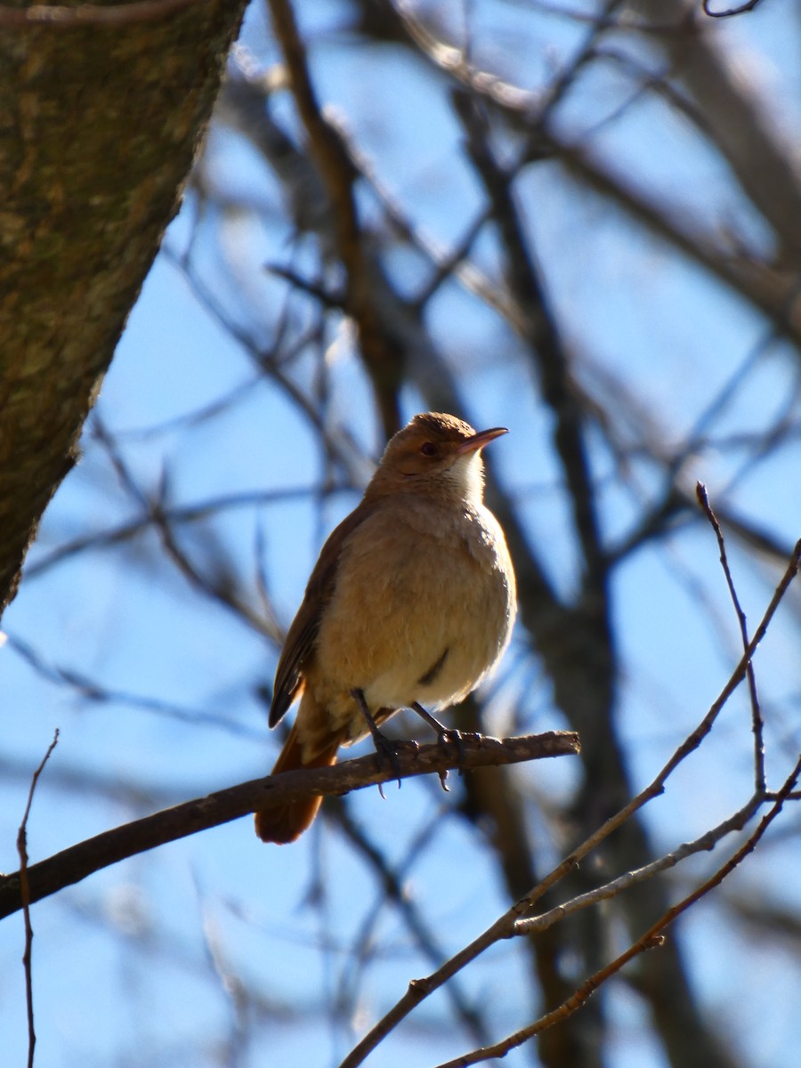 Rufous Hornero - ML642576832