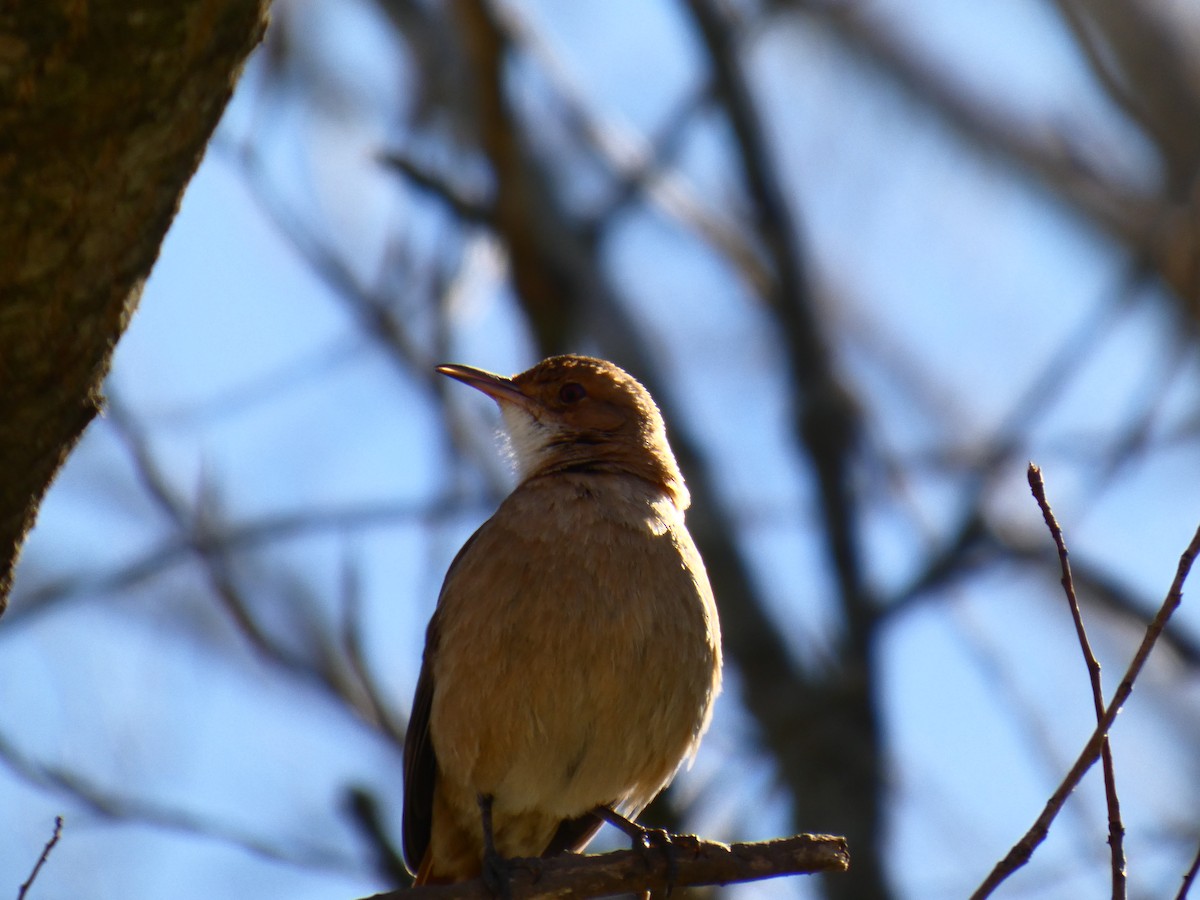 Rufous Hornero - ML642576833