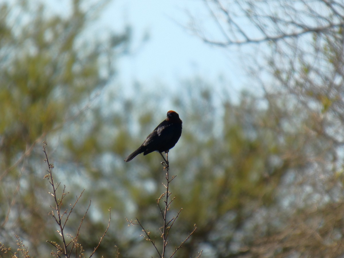 Chestnut-capped Blackbird - ML642576855
