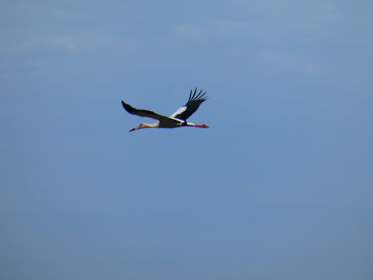 Maguari Stork - ML642576869