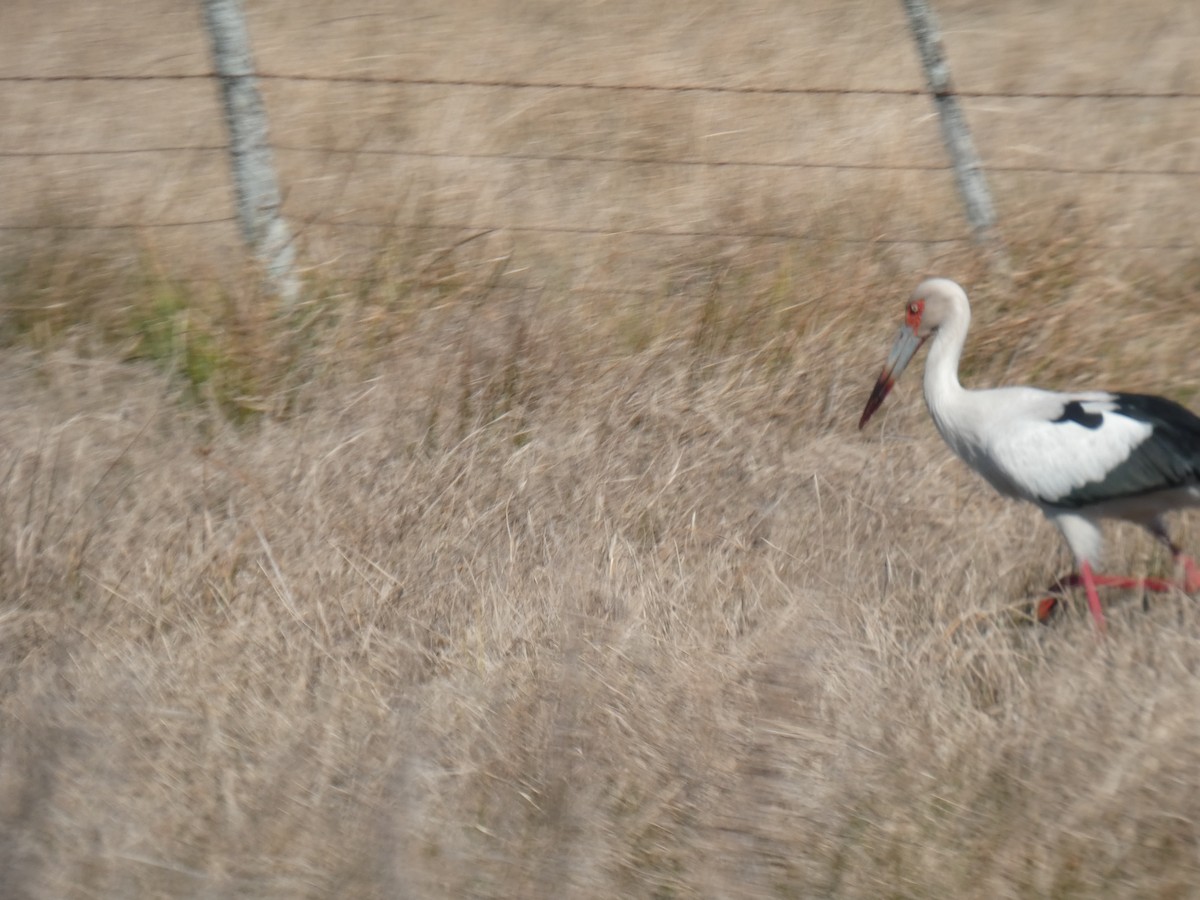Maguari Stork - ML642576870