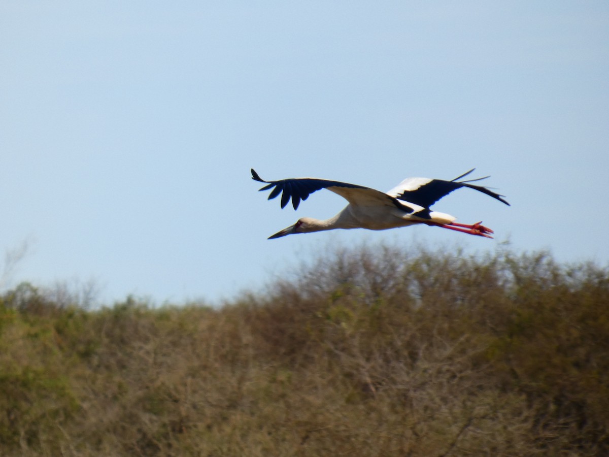 Maguari Stork - ML642576871