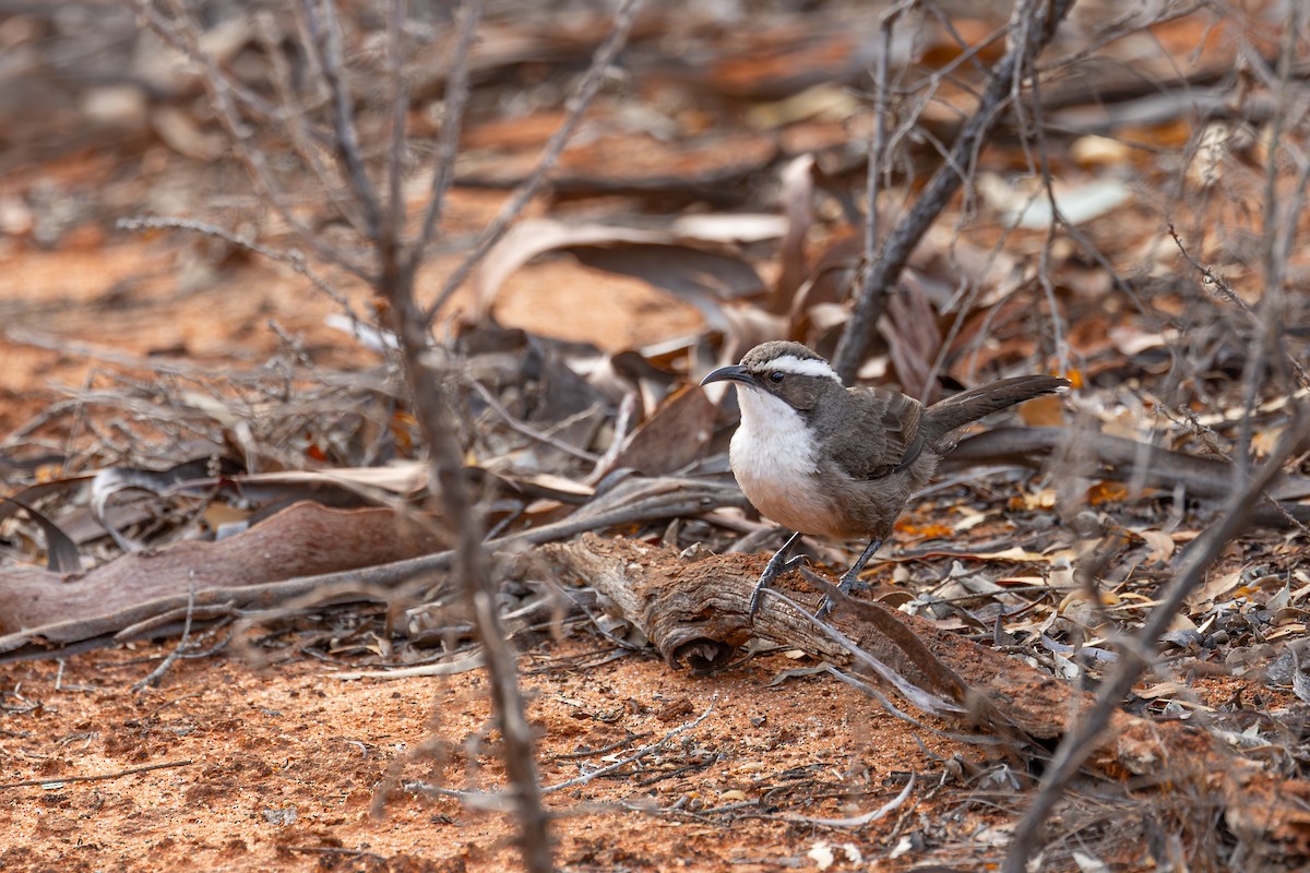 White-browed Babbler - ML642576962