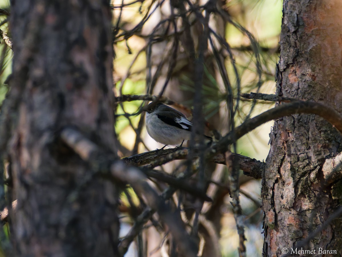 Collared Flycatcher - ML642576970