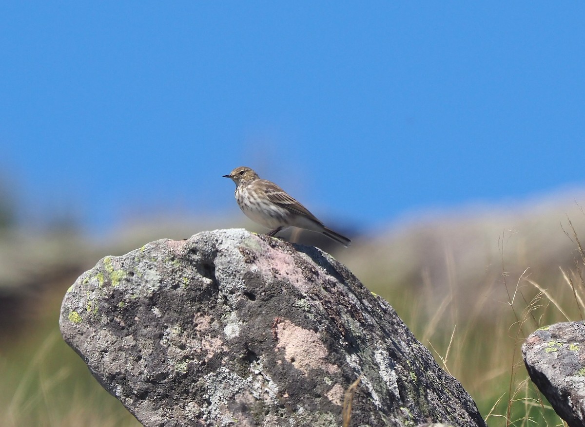 Water Pipit - ML642576992
