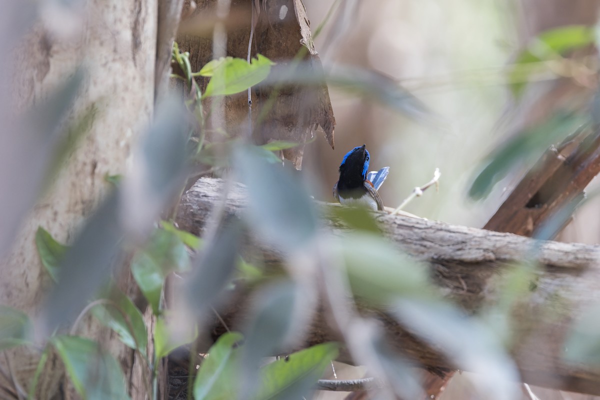 Purple-backed Fairywren - ML642577018